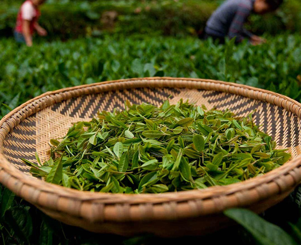 中國功夫茶
